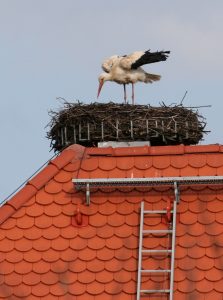 Mehr über den Artikel erfahren Unsere Störche in Bayern